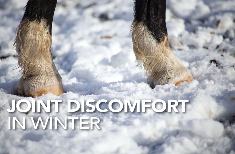 Keeping Your Horse's Joints Comfortable and Mobile In Winter | Equine Science Matters™